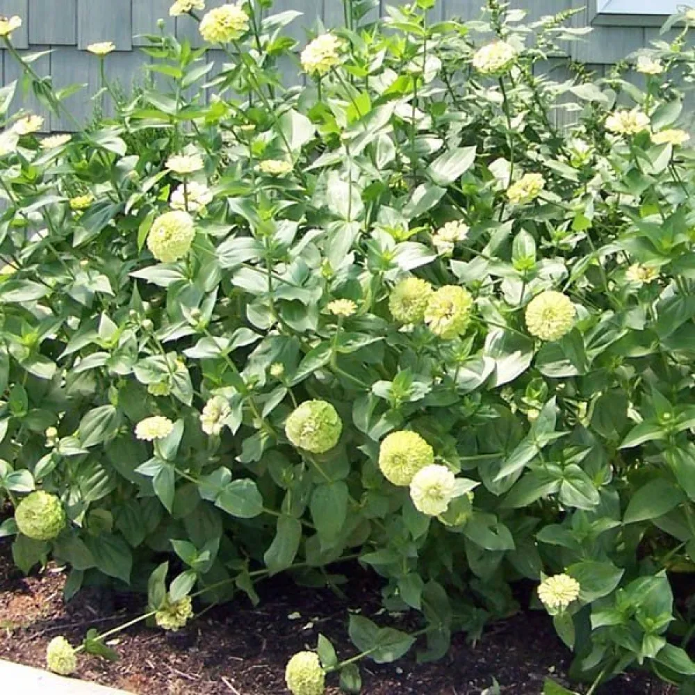 Zinnia 'Super Yoga Lime'
