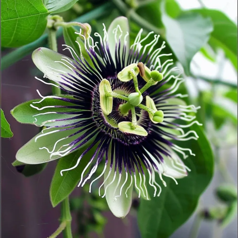 Passionsfrukt Passiflora edulis