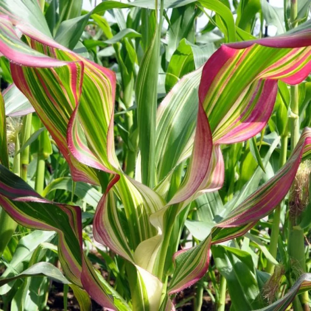 Prydnadsmajs 'Variegata'
