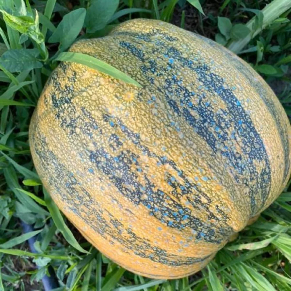 Pumpa 'Tonda Padana'