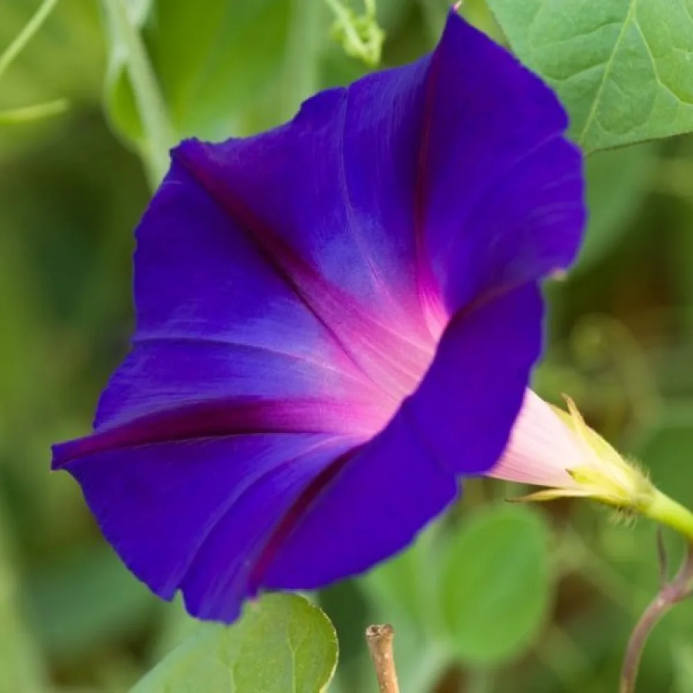 Purpurvinda 'Feringa' – violett
