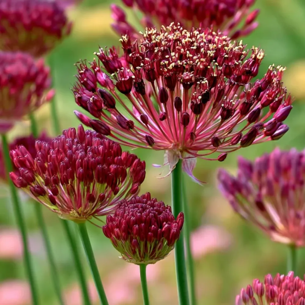 Prydnadslök 'Red Mohican'