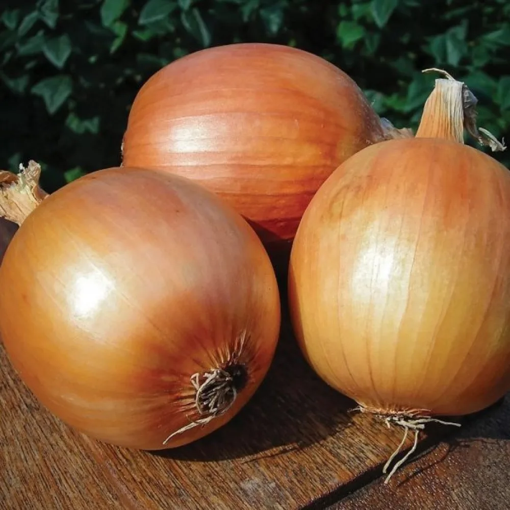 Matlök 'Rijnsburger 5'