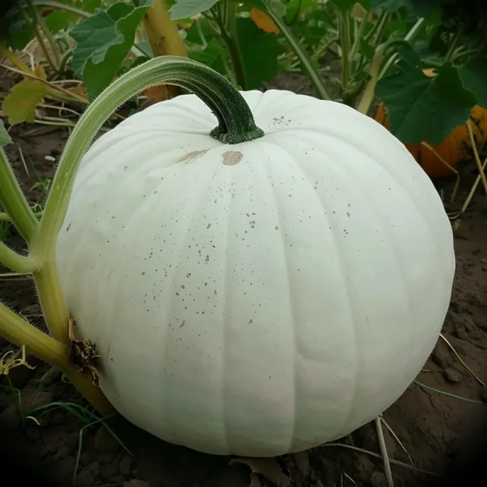 Pumpa 'Lumina'
