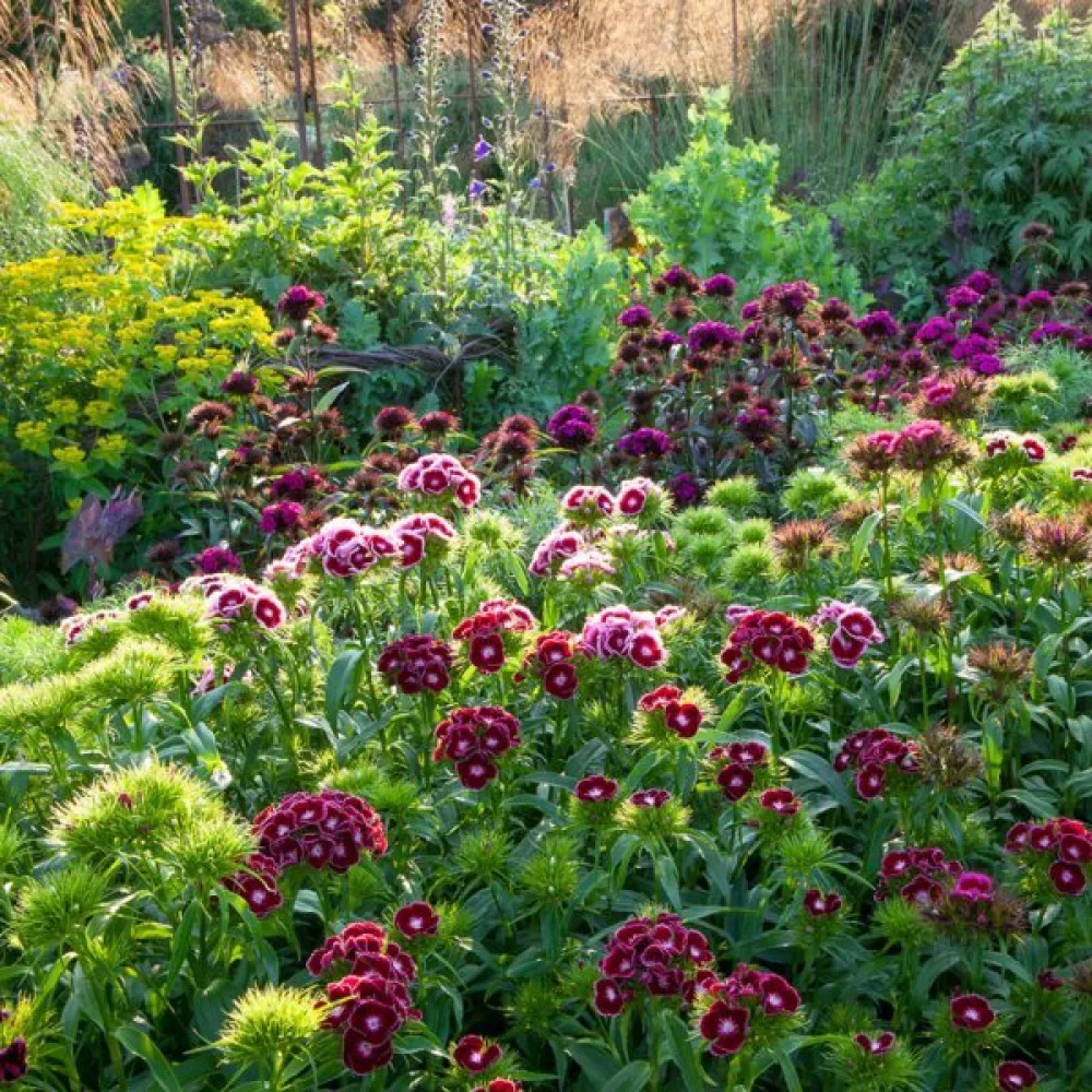 Borstnejlika 'Herald of Spring' – mix
