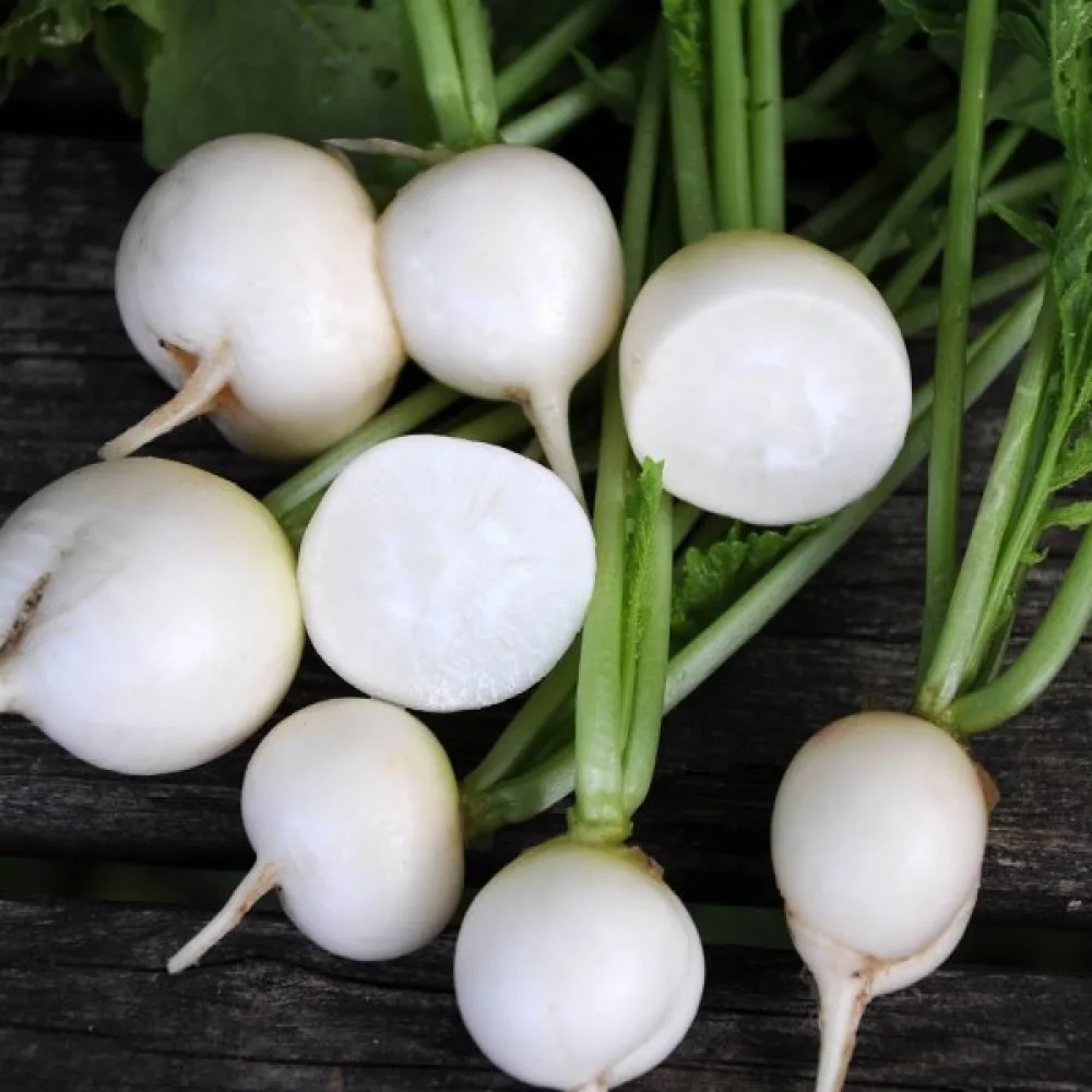 Rädisa 'Afrodyta'