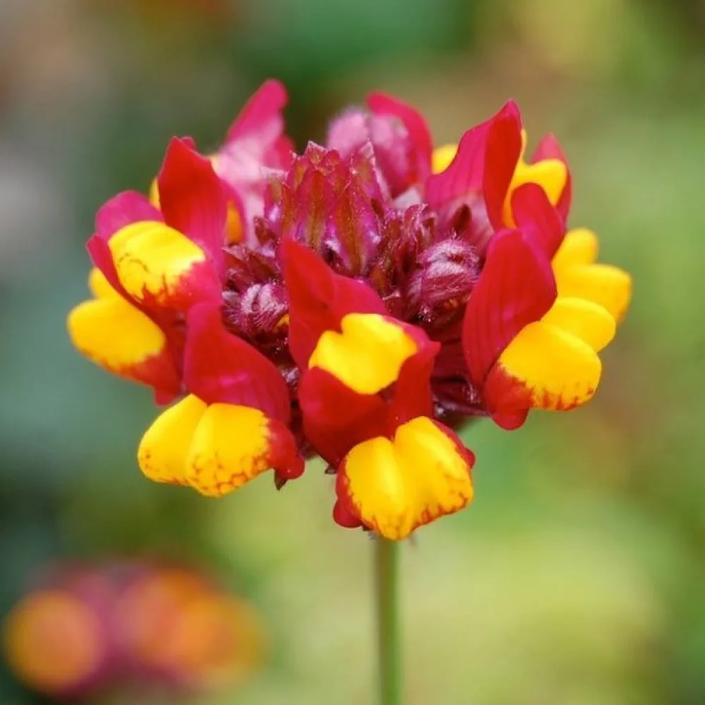 Sporre 'Aureopurpurea'