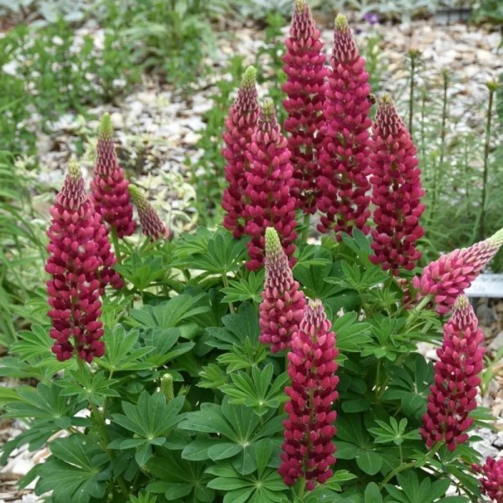 Lupin 'Minarette' – mix