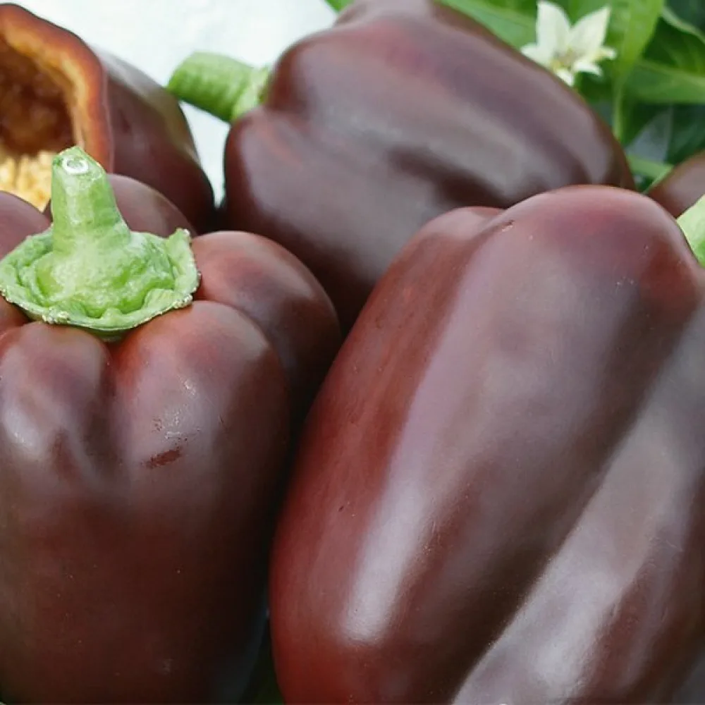 Paprika 'Chocolate'