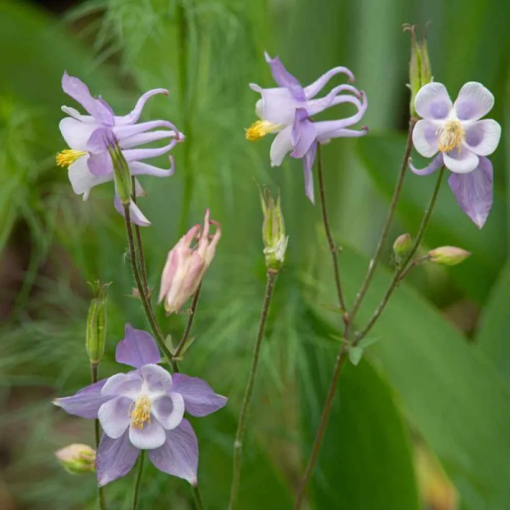 Akleja 'Blue Star'