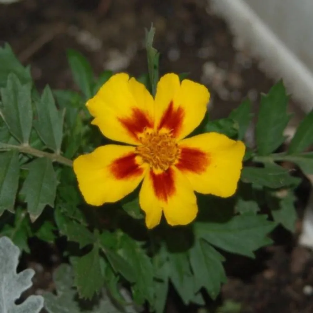 Fransk tagetes 'Naughty Marietta'