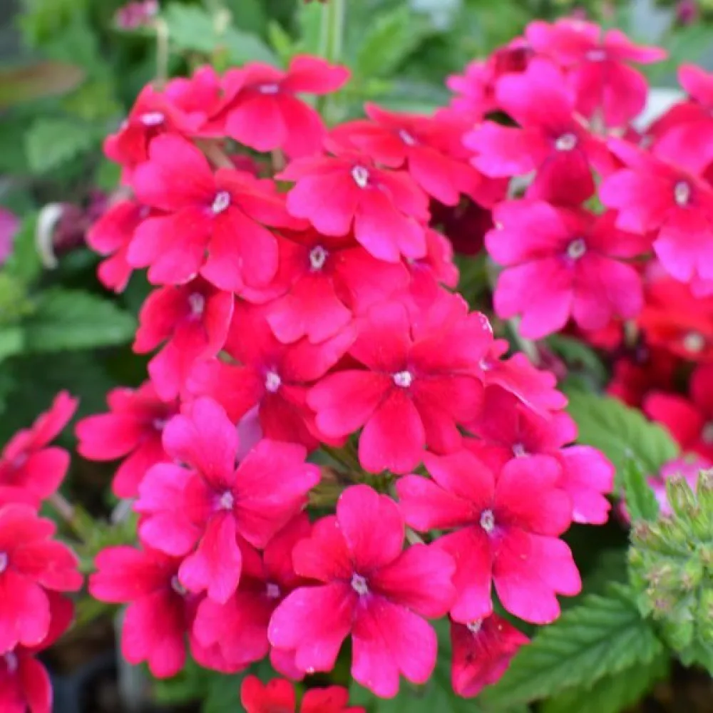 Verbena, magenta