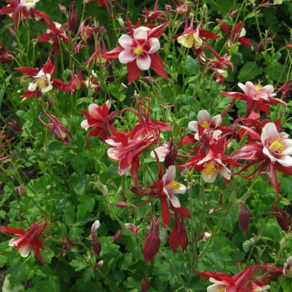 Akleja 'Crimson Star'