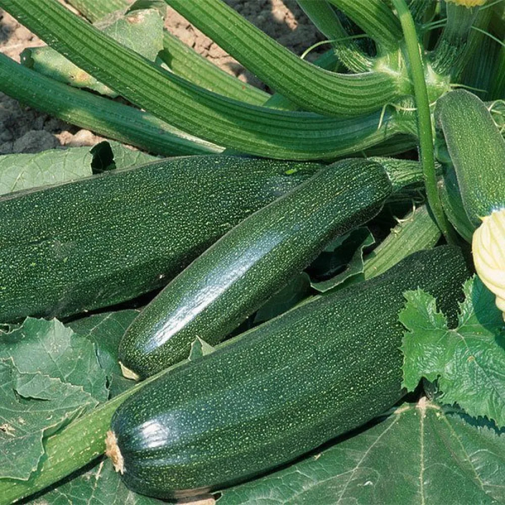 Zucchini 'Diamant F1'
