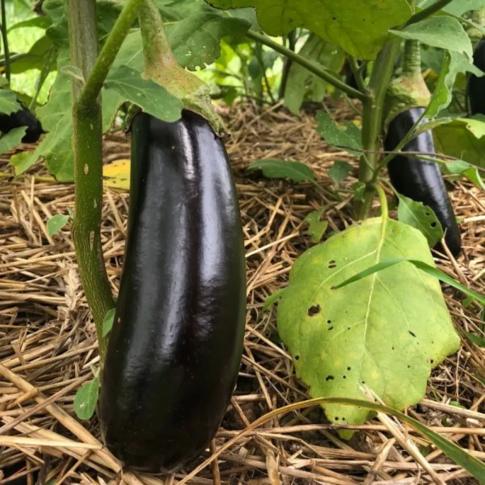 Aubergine 'Black Beauty'