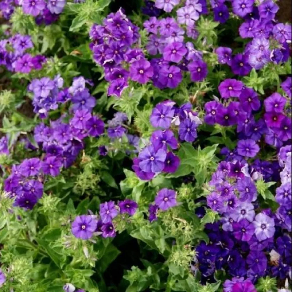 Sommarflox 'Beauty Violet'