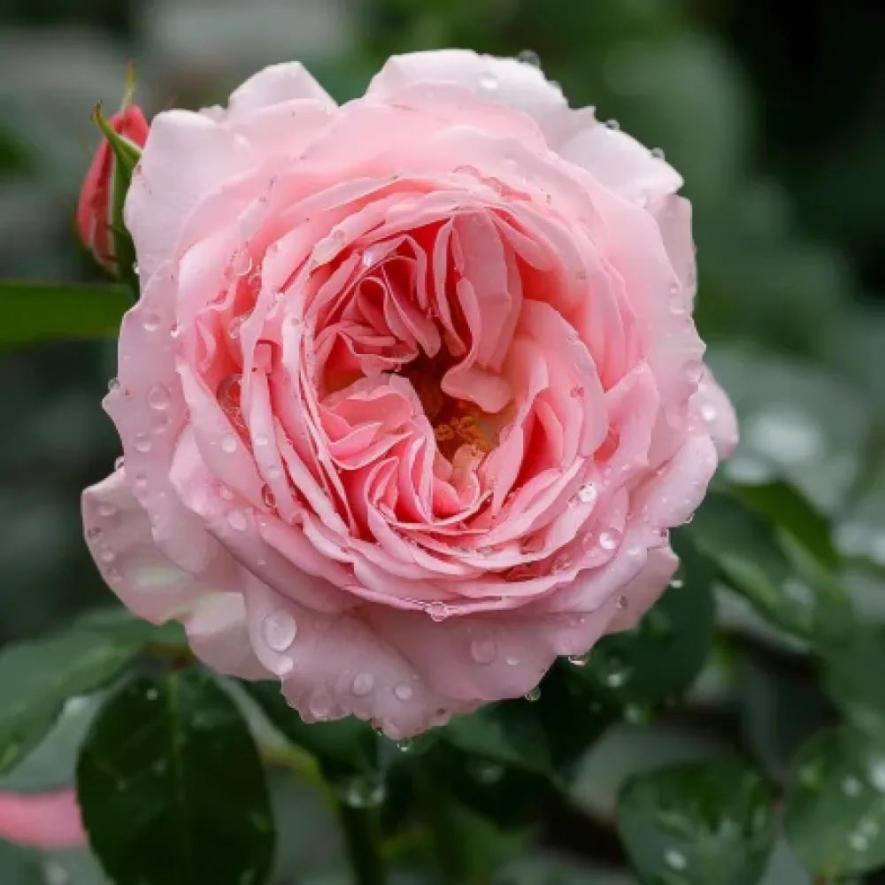 Ros 'Amorina' – barrotad