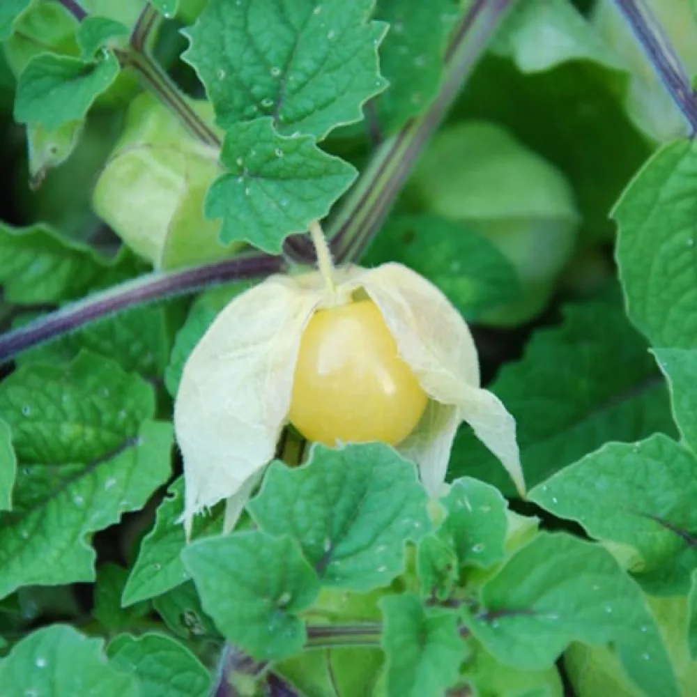 Jordkörsbär Physalis pruinosa