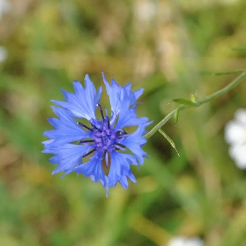 Blåklint Centaurea cyanus, vildform, blå