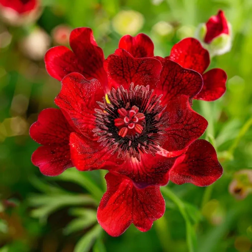 Sommaradonis Adonis aestivalis