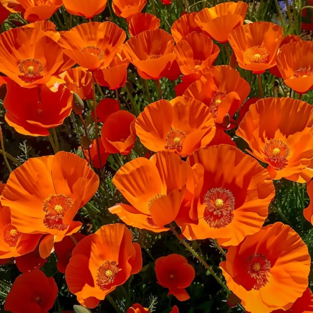 Sömntuta 'California Mikado', djupt orange