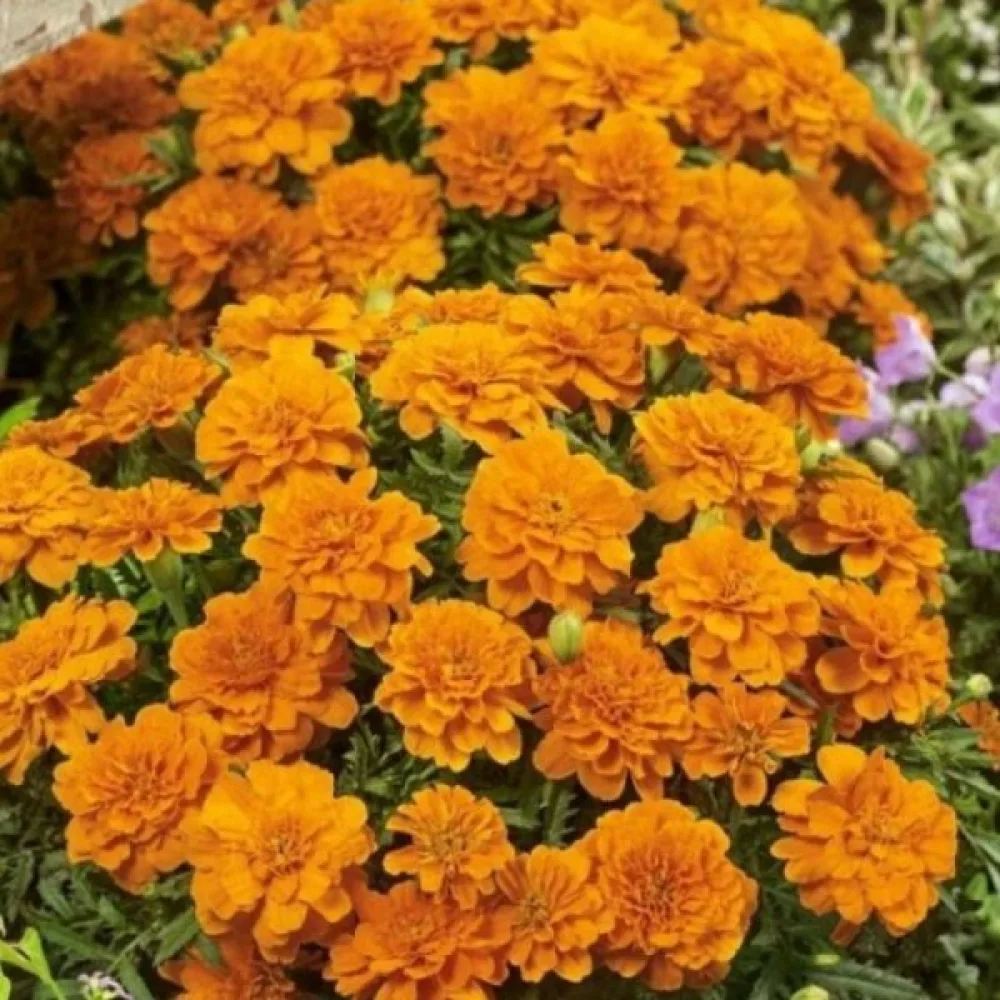 Fransk tagetes 'Mandarin'