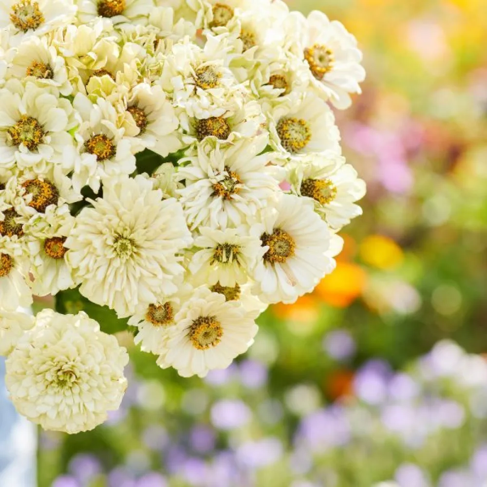 Zinnia 'Snowman'