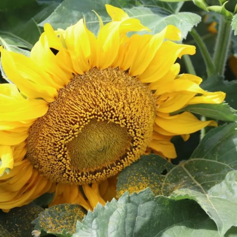 Solros 'Sunspot Gold'