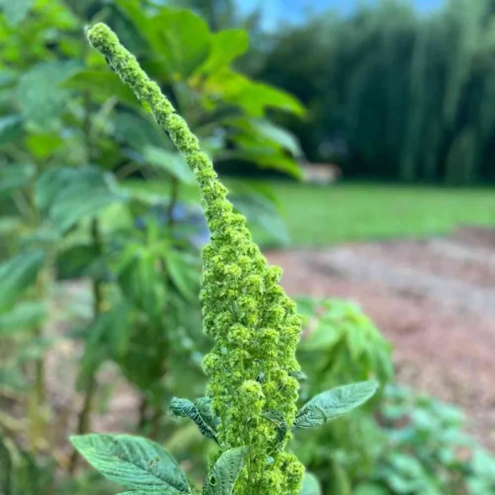 Amarant 'Tower Green'