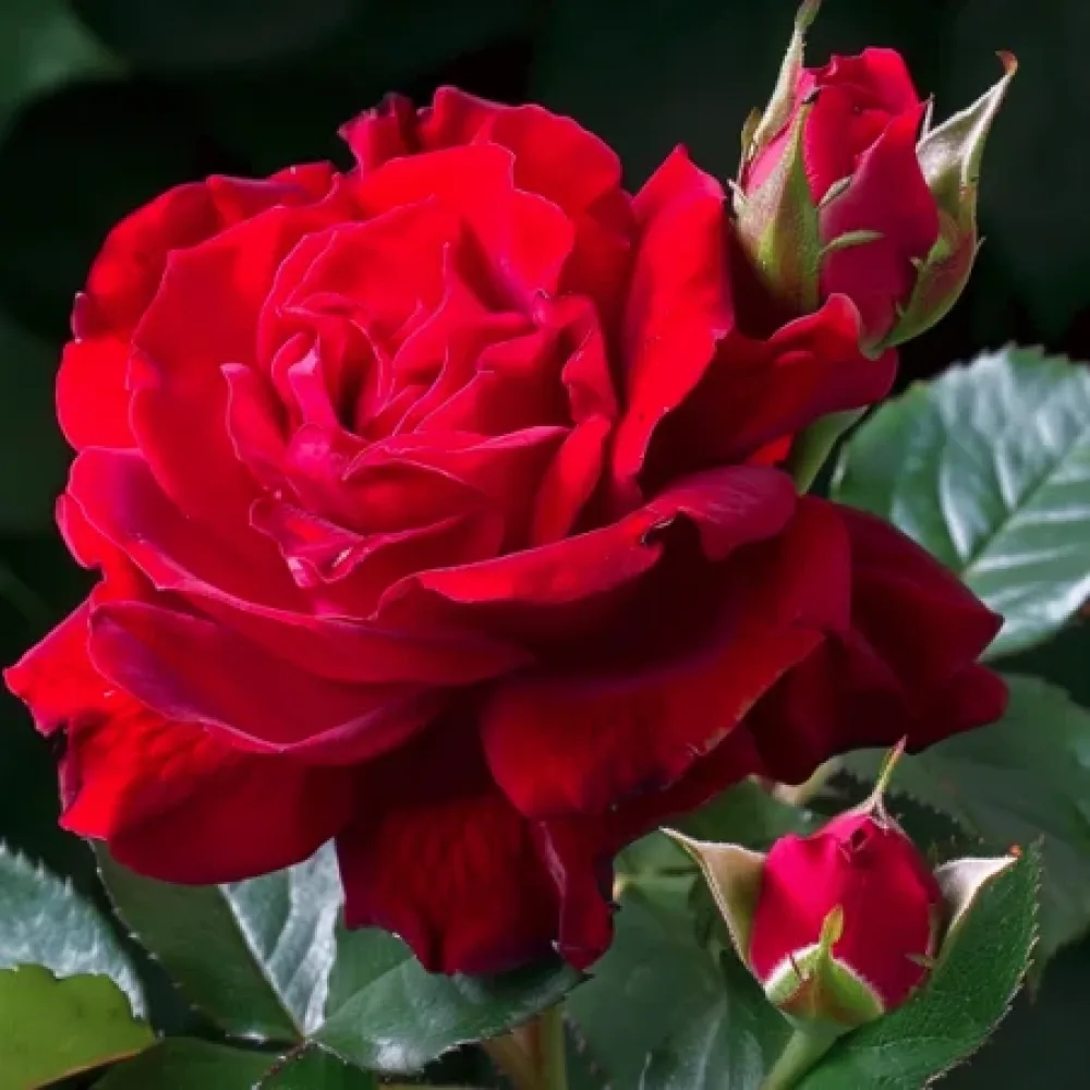 Ros 'Red Star'