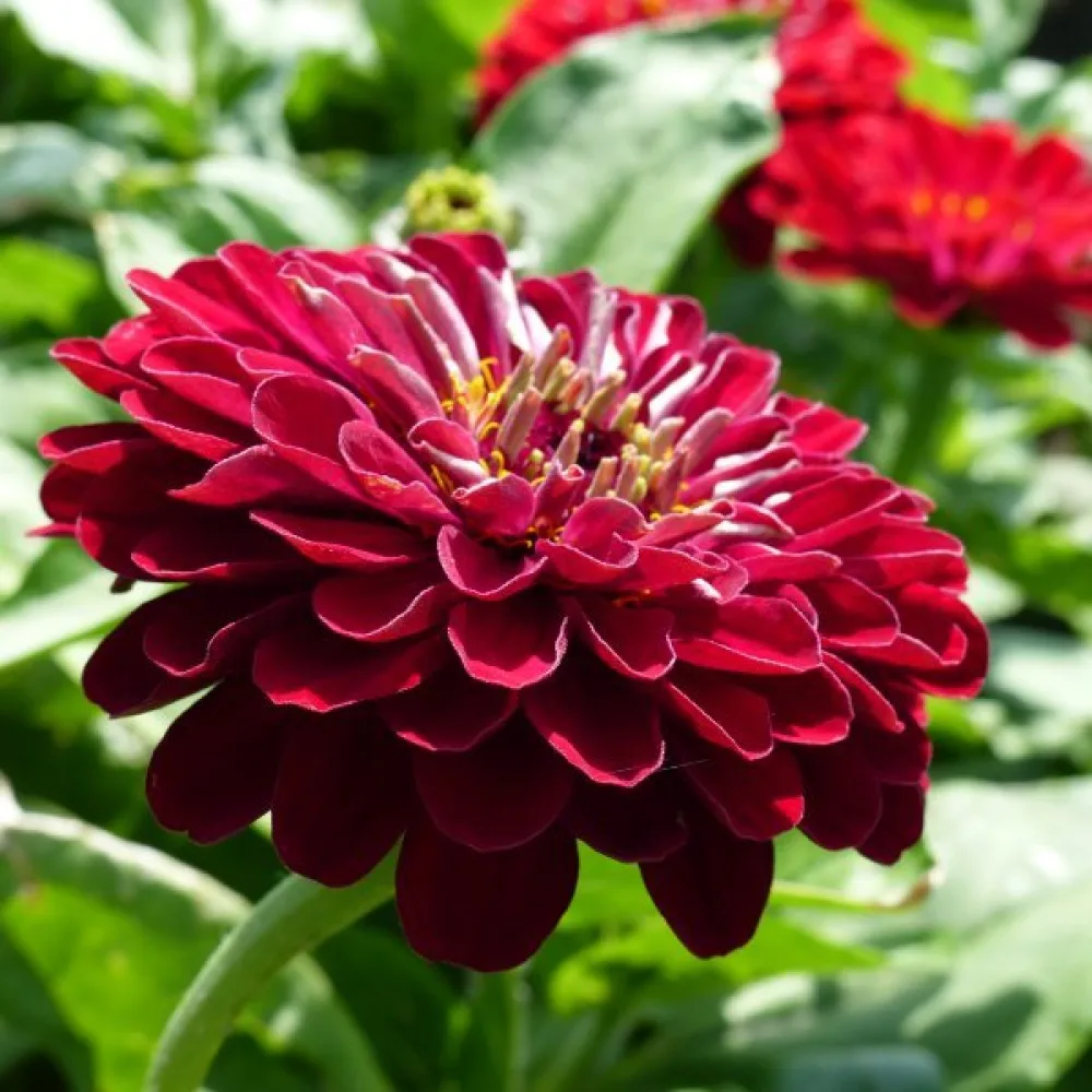 Zinnia 'Super Yoga Red'
