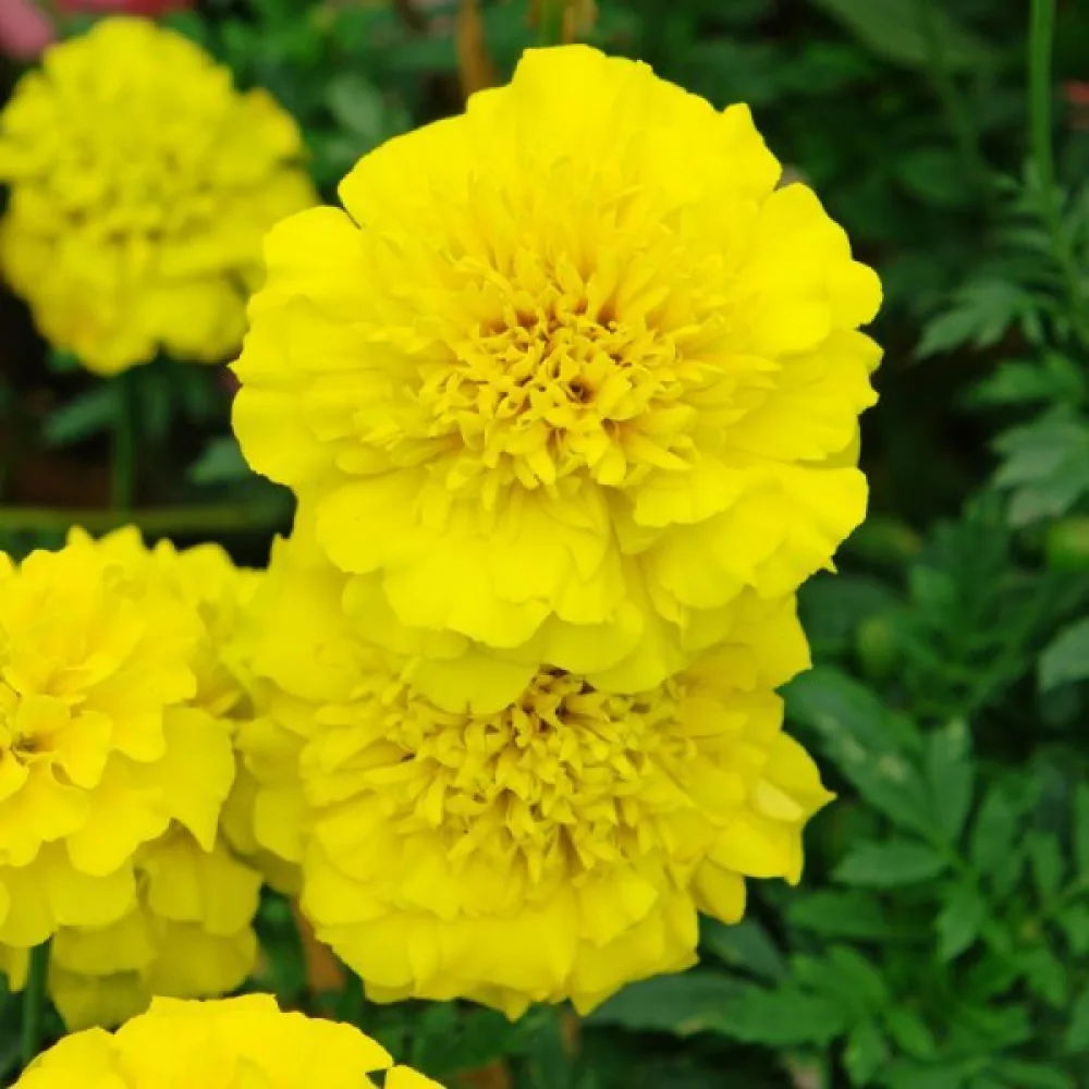 Fransk tagetes 'Festival Yellow'