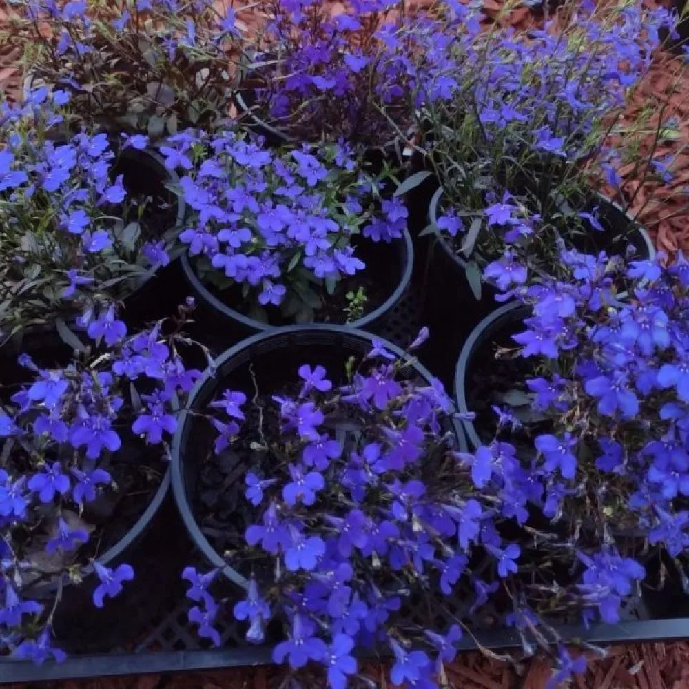 Kantlobelia 'Crystal Palace' – blå