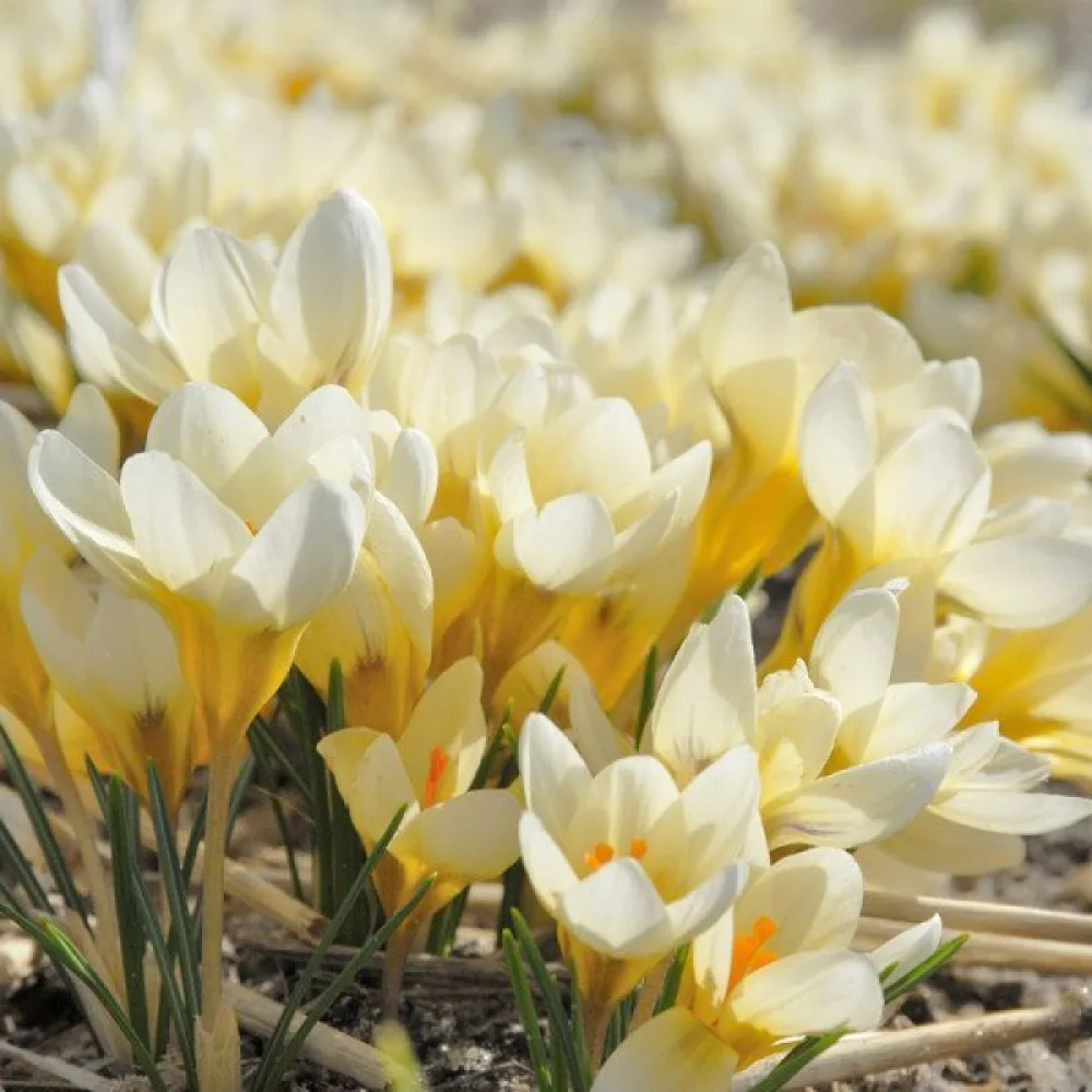 Krokus 'Cream beauty'
