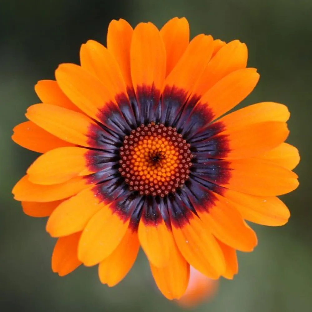 Ursinia, orange