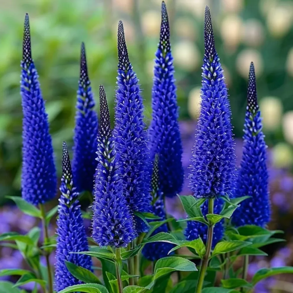 Axveronika 'Blue Shades'
