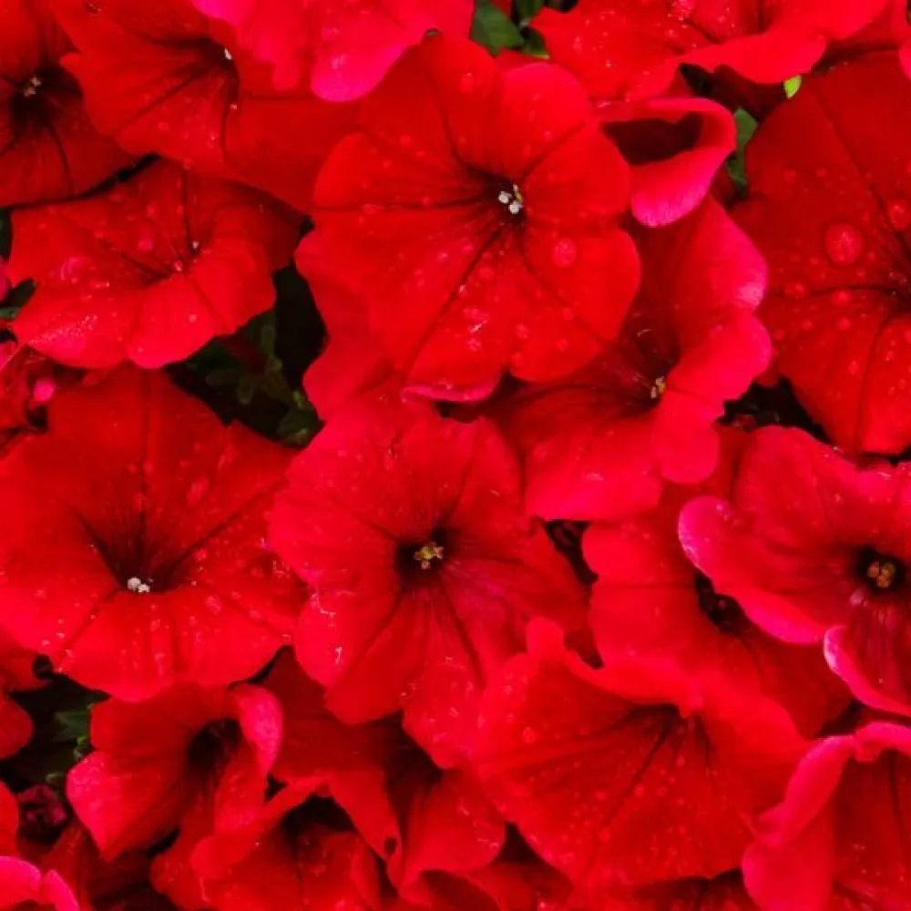 Petunia 'Fire Chief'