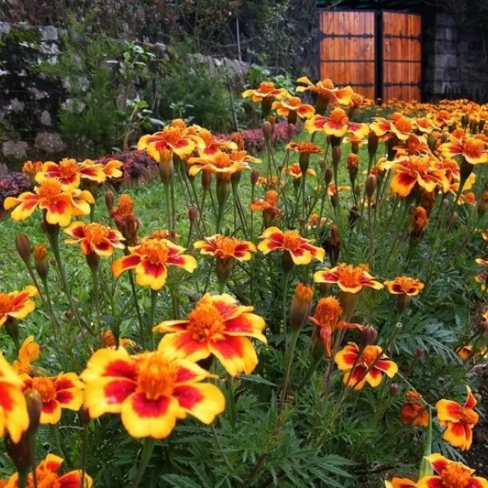 Fransk tagetes 'Dainty Marietta'