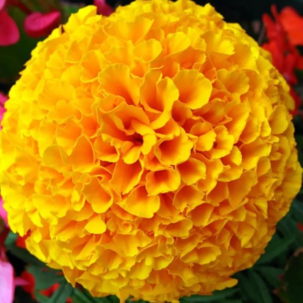 Fransk tagetes 'Boy Yellow'