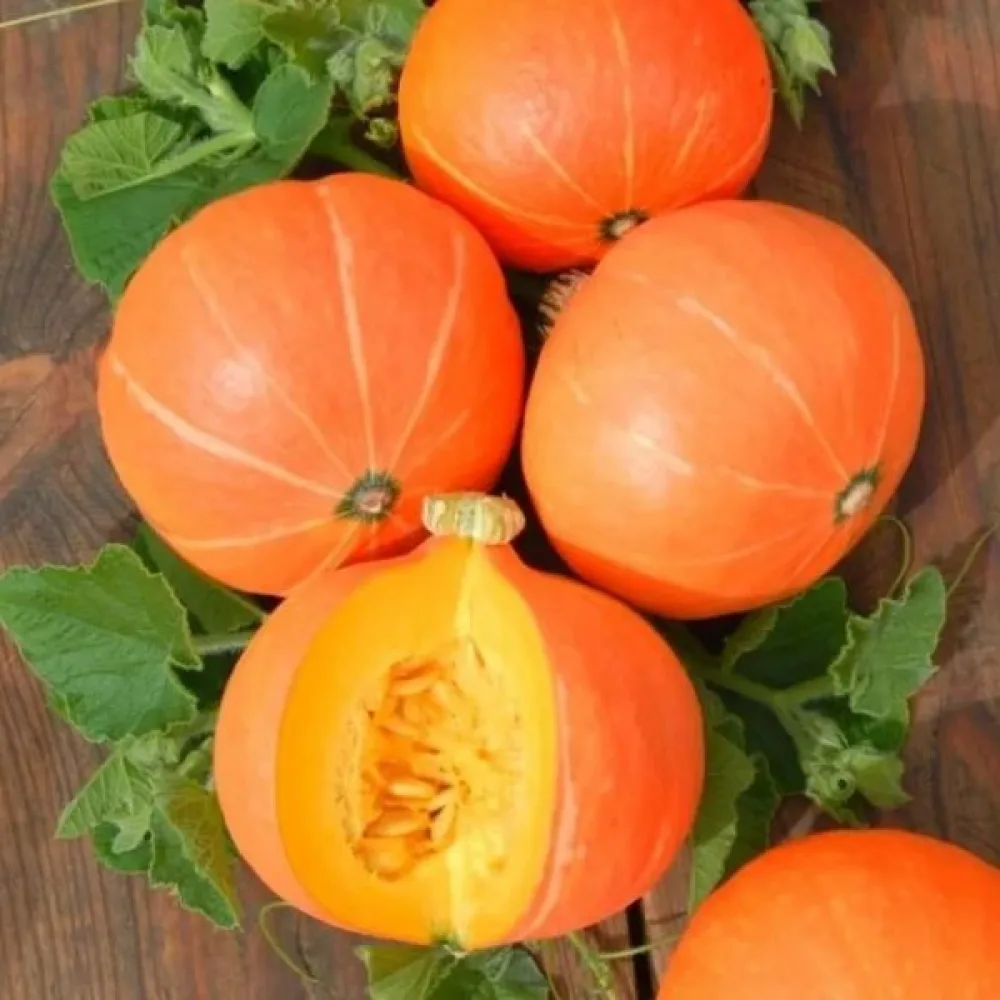 Pumpa 'Justynka F1'