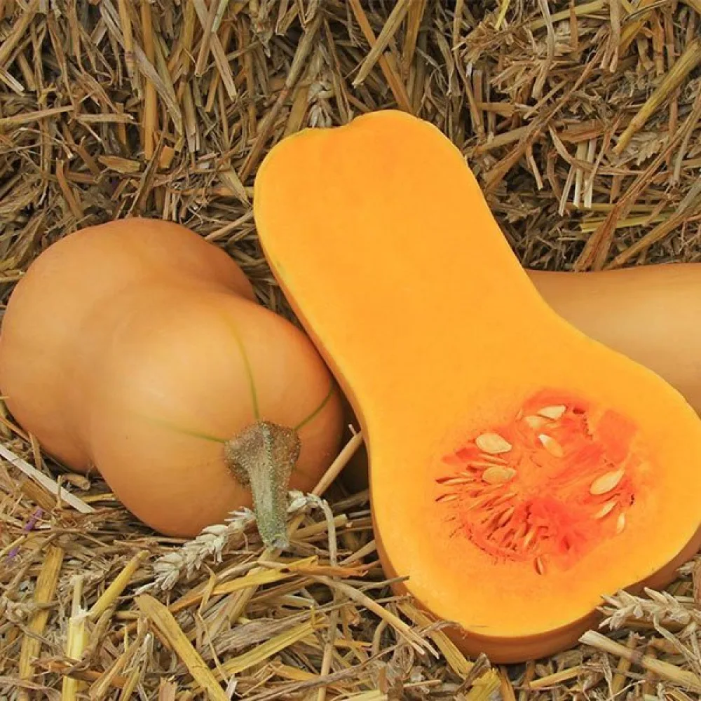 Vinterpumpa 'Waltham Butternut'