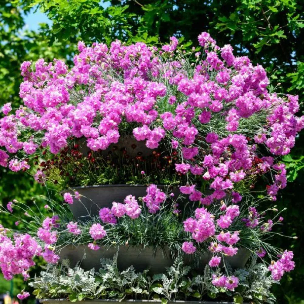 Fjädernejlika 'Spring Beauty' – mix