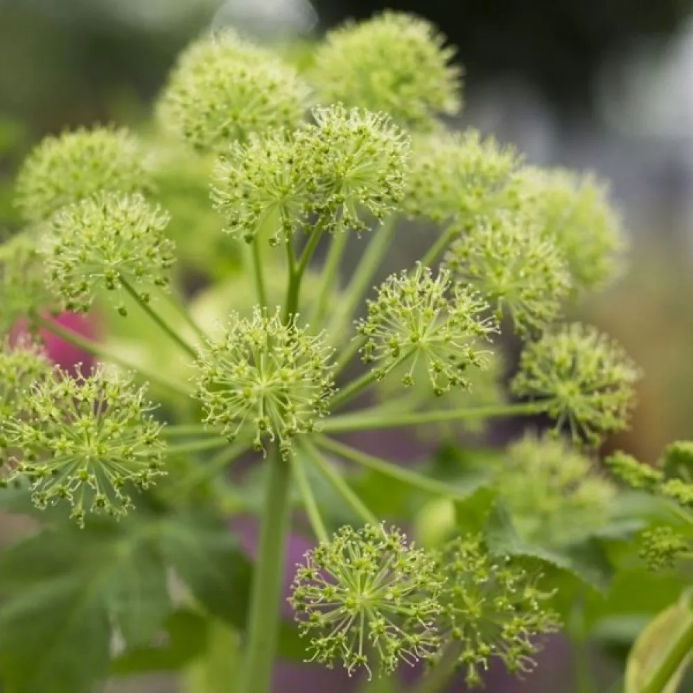 Kvanne Angelica archangelica