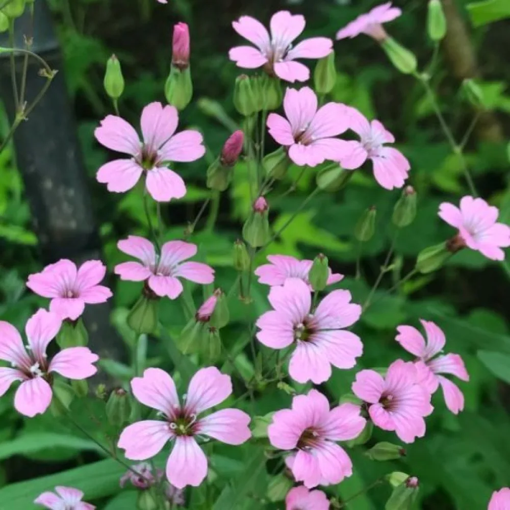Kovete 'Pink Beauty'