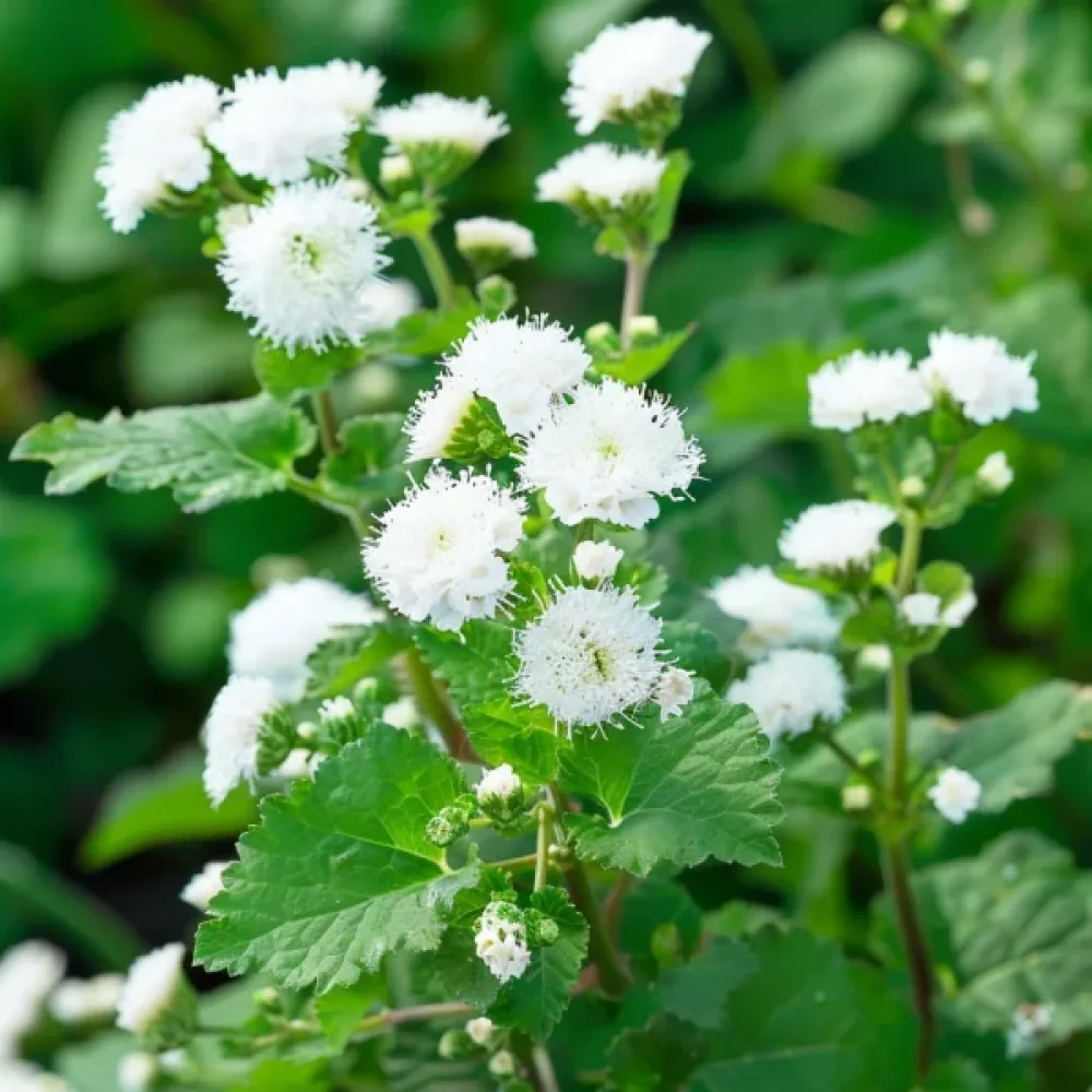 Ageratum, vit