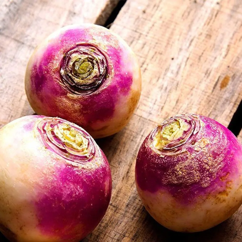 Rova 'Purple Top Milan'