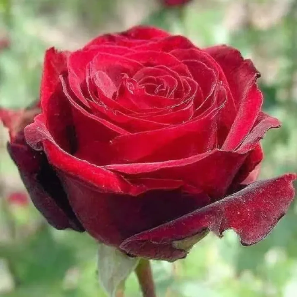 Ros 'Ruby Eternity Rose' – barrotad