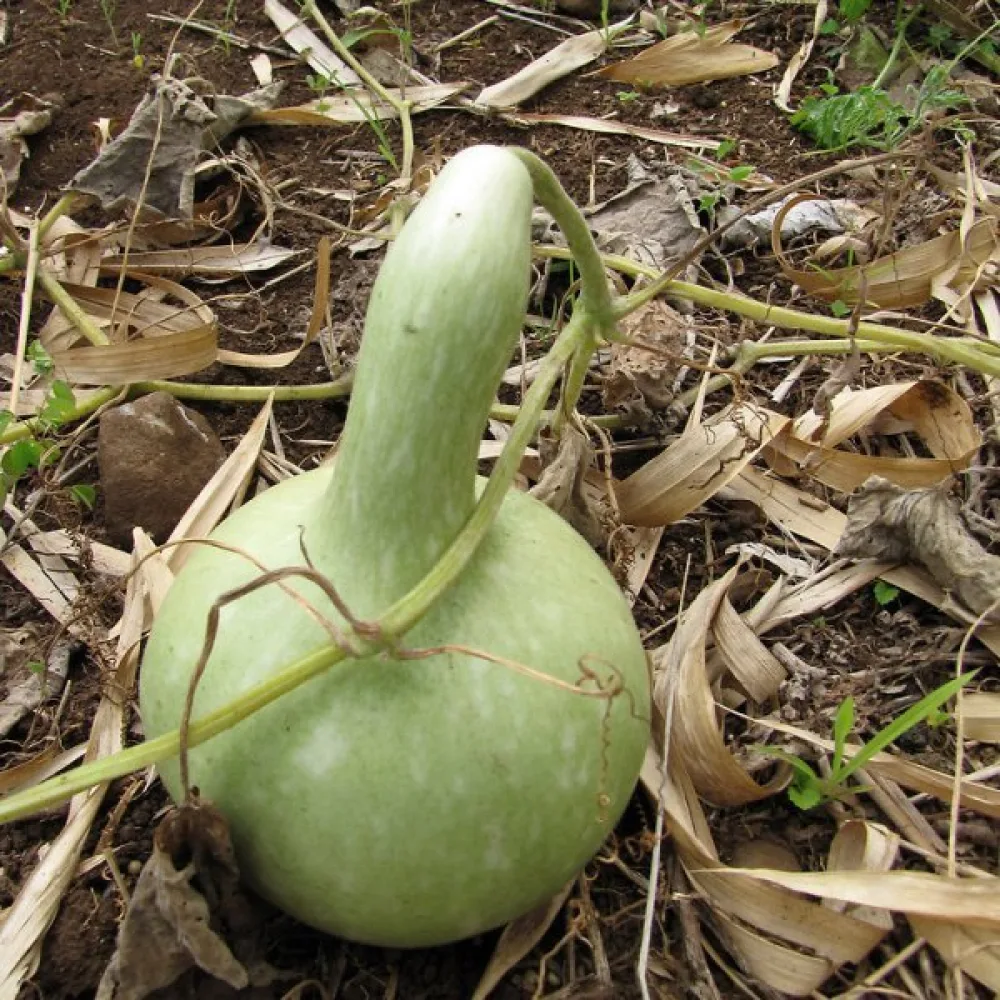 Flaskkalebass 'Bottle Gourd Giant'