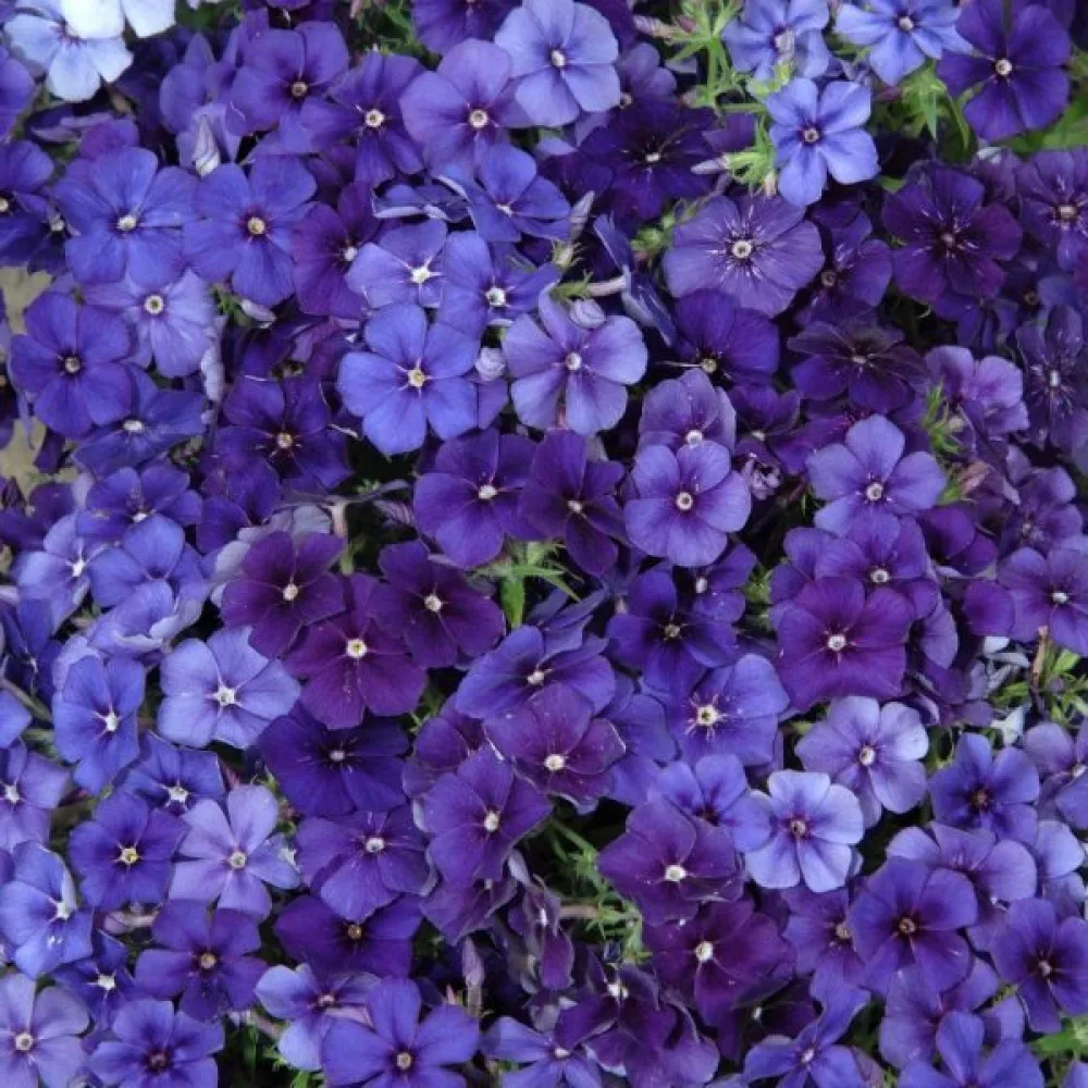 Sommarflox 'Beauty Violet'