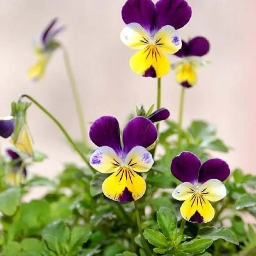 Styvmorsviol Viola tricolor
